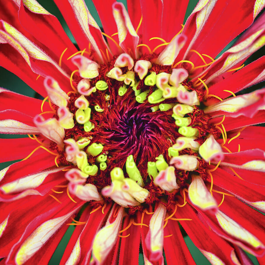 Vibrant Red Zinnia Close-Up Photograph - Red Zinnia Heart by Steven Nelson