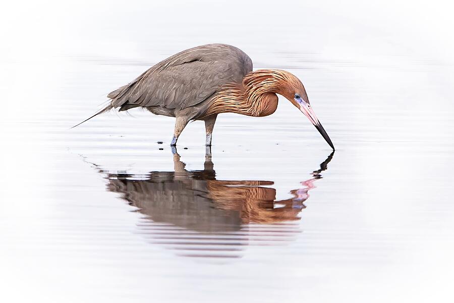 Heron Reflected in Water Photograph - Reddish Egret 394A by Sally Fuller