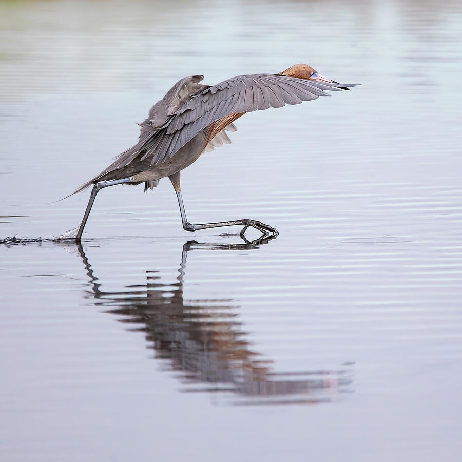 Graceful Bird in Flight over Water Photograph - Reddish Egret 403A by Sally Fuller