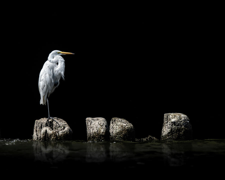 Reflect Photograph by James Overesch