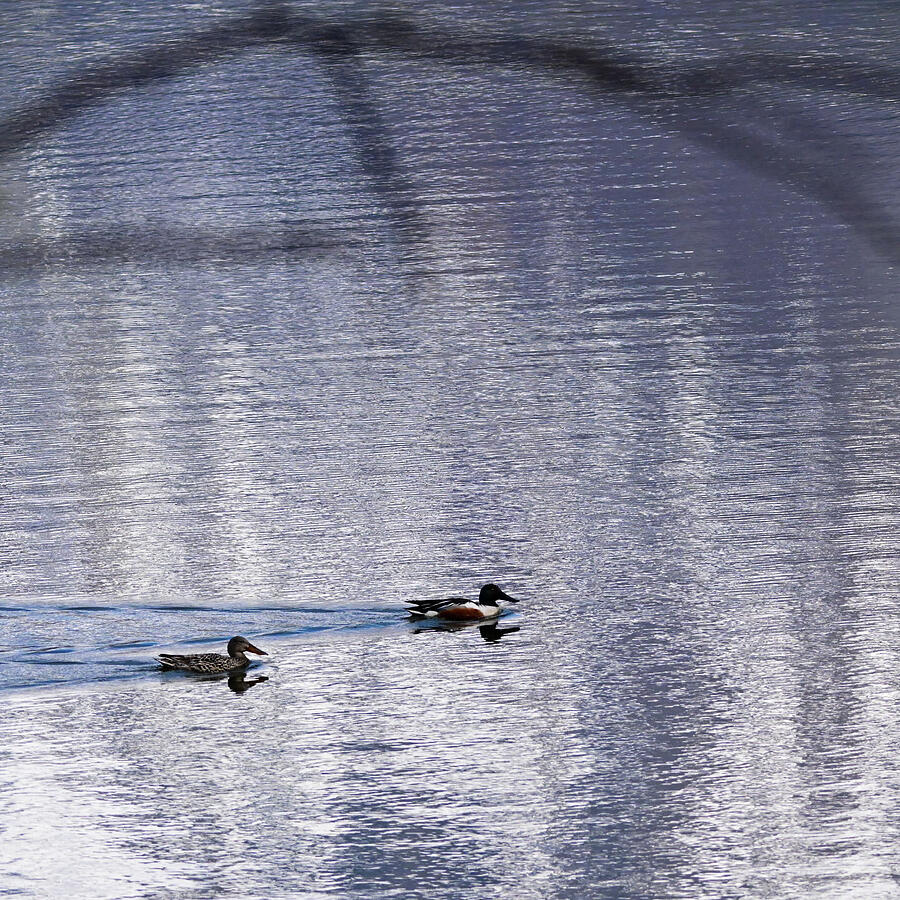 Reflection Crossing Photograph by Harry Banks