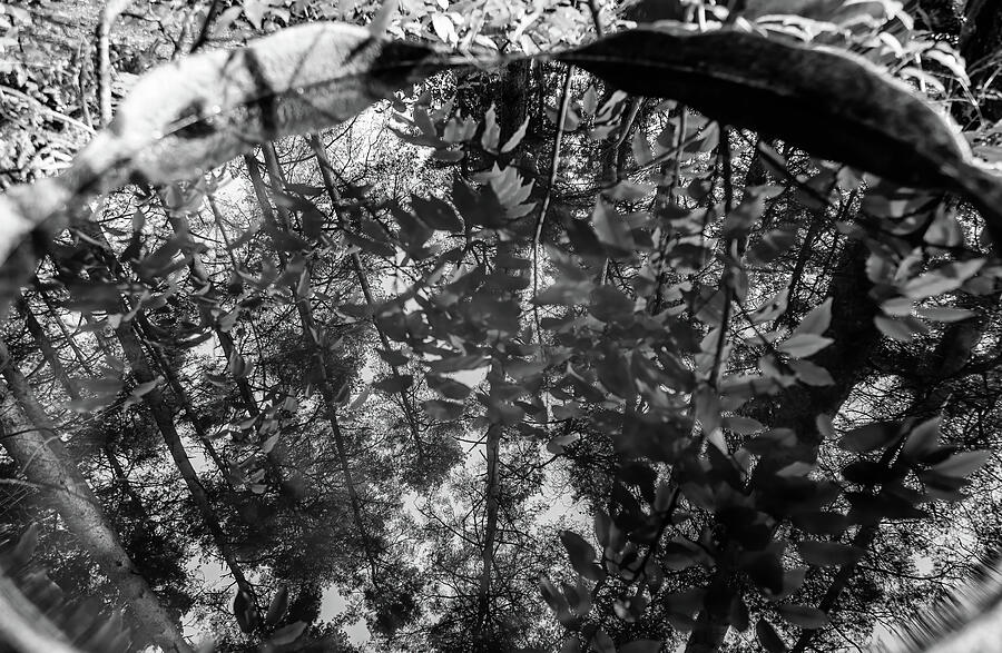 Reflective Forest Pool Photograph by Shirley Mitchell