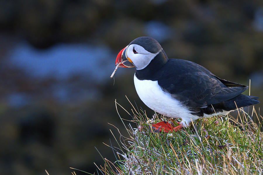 Refreshing the nest Photograph by Christopher Mathews