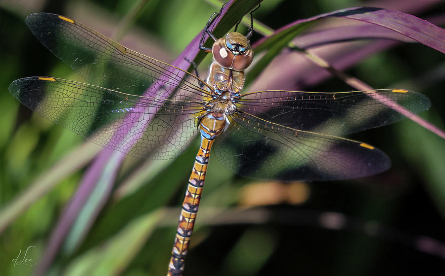 Regal Dragonfly Photograph by D Lee