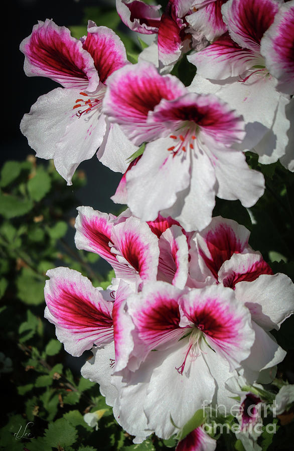 Regal Pelargonium Friendship Photograph by D Lee
