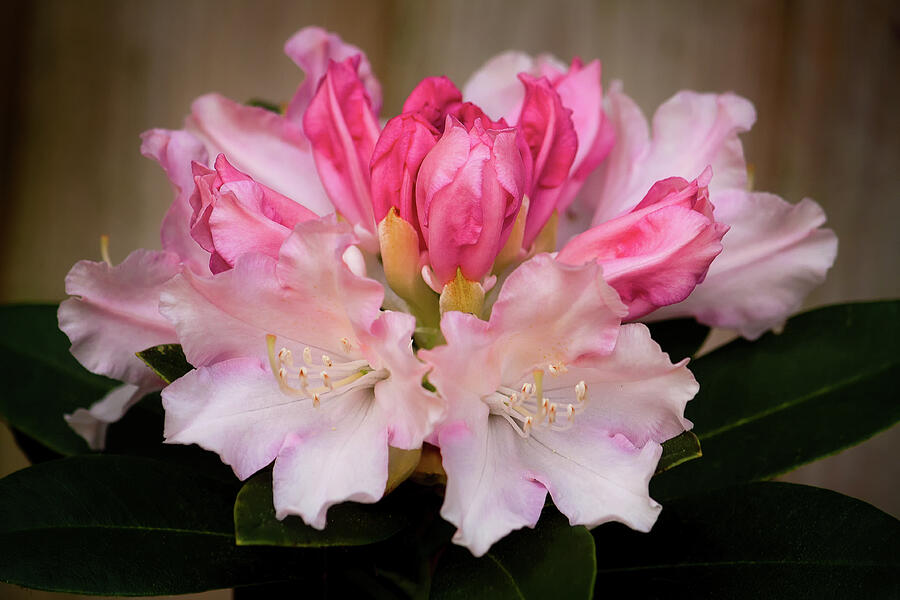 Rhododendron Surrey Heath Photograph by Shirley Mitchell