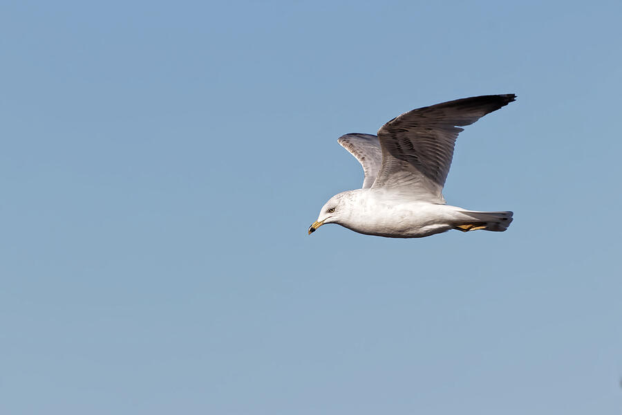 Seagull in Flight Photograph - Ring-billed Gull, Moss Landing, CA by KJ Swan