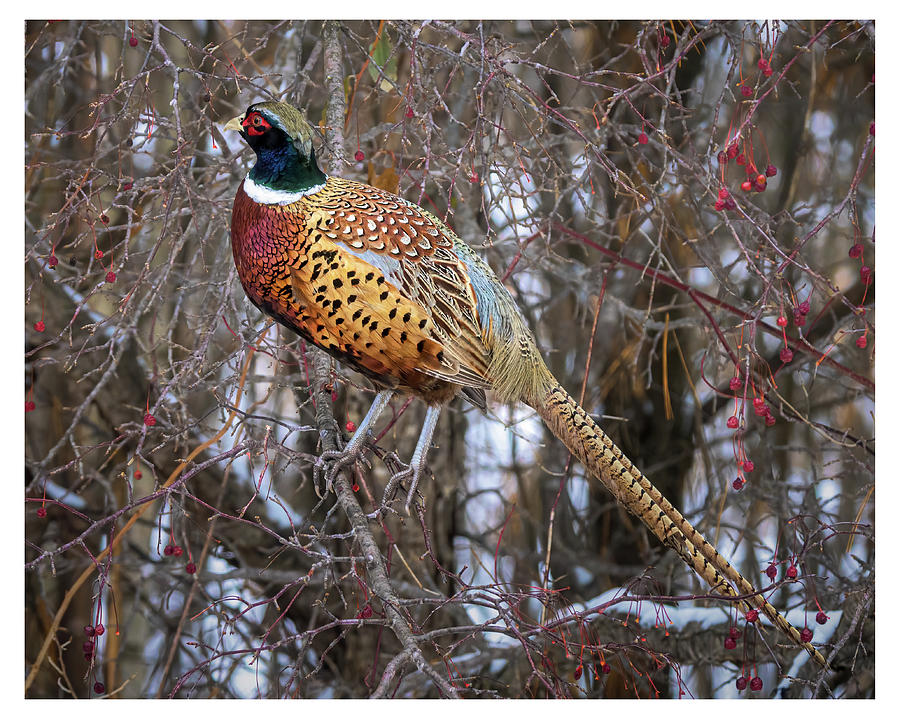 Ring Necked Pheasant Photograph by James Overesch