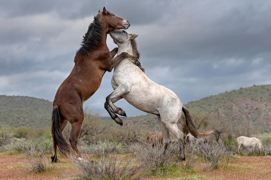 Rising from the Desert. Photograph by Paul Martin
