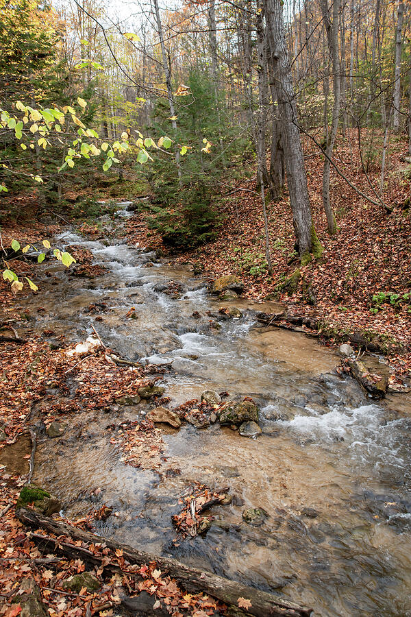 River Flowing through an Autumn-Coloured Forest Photograph by John Twynam