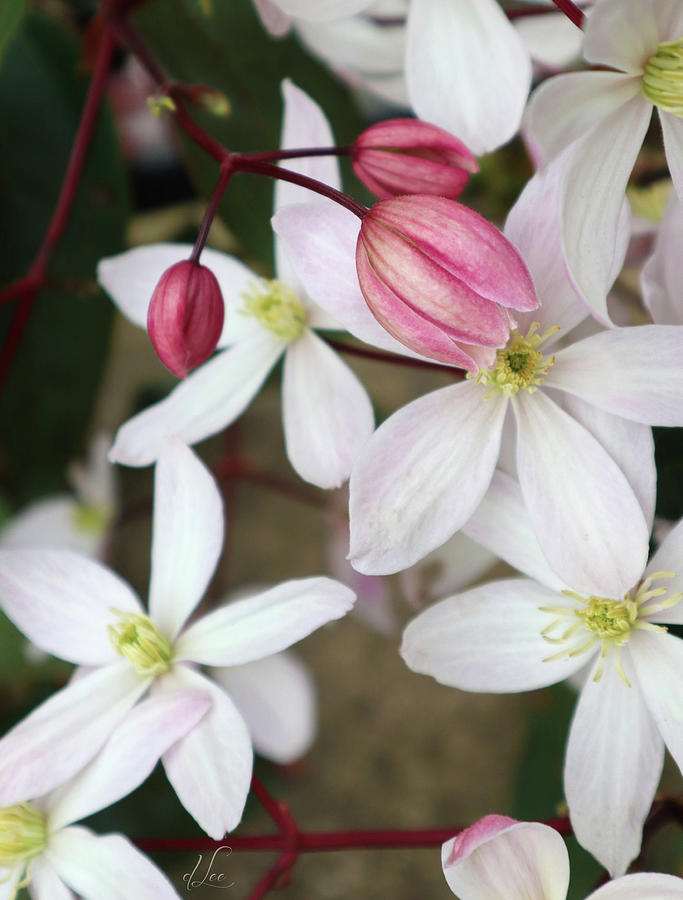 Rock Soapwort Photograph by D Lee