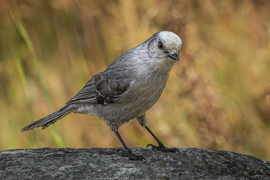 Rocky Canada Jay Photograph by Tim Lyden
