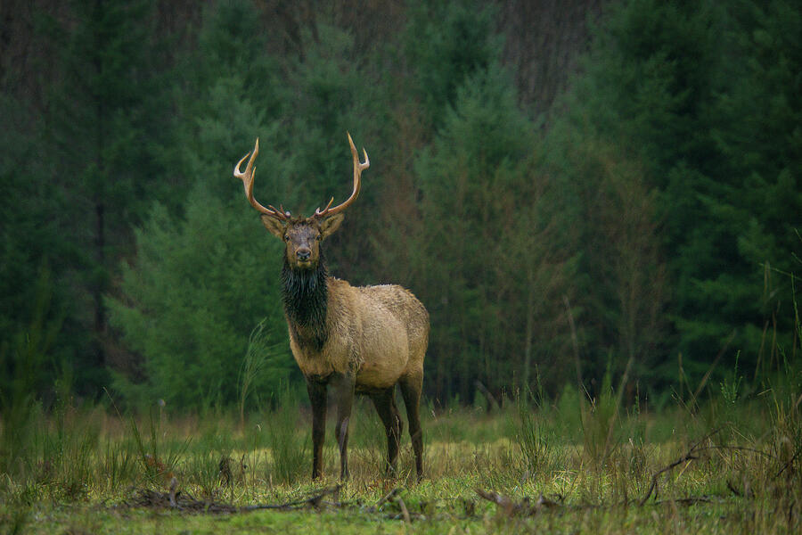 Rocky Mountain Elk in a Forest Clearing Photograph by Nancy Gleason