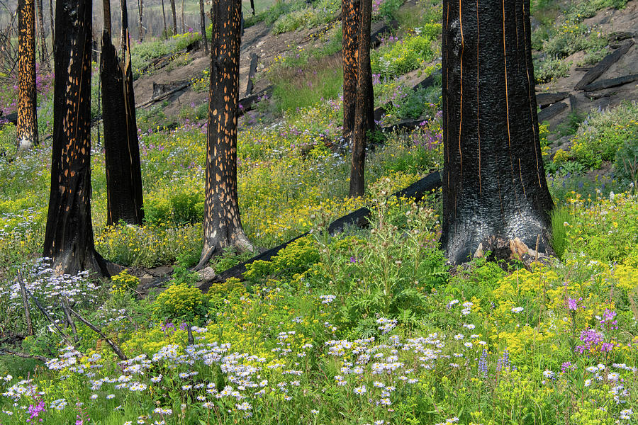 Rocky Mountain Slopes After a Wildfire Photograph by Cascade Colors