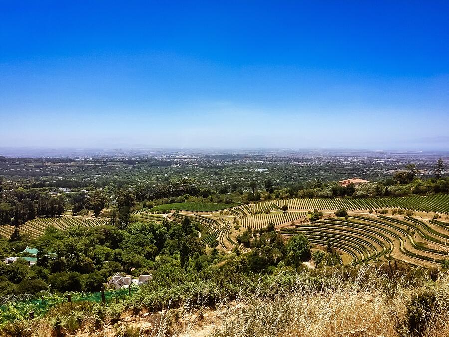 Rolling Hills and Vineyards A Panoramic View of Stellenbosch, South Africa Photograph by Travel Essayist