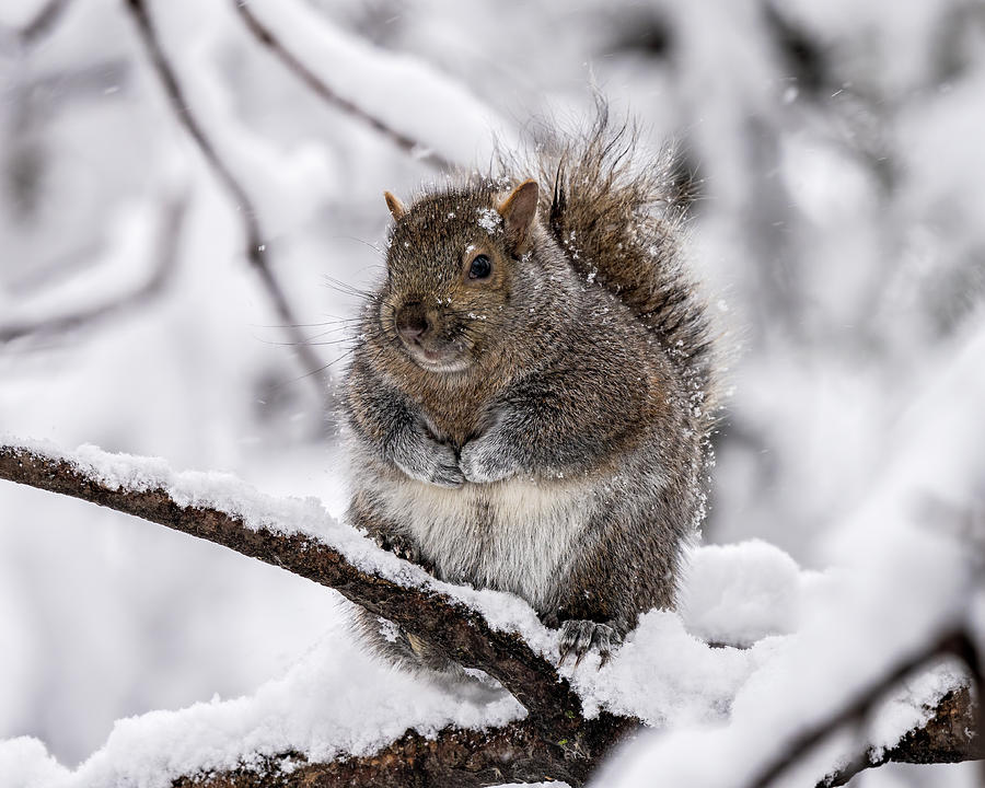 Roly Poly Photograph by James Overesch