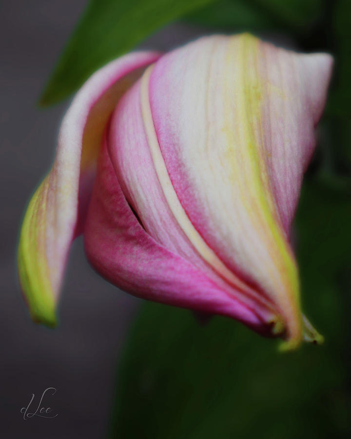 Romancing the Oriental Lilly Bud Photograph by D Lee