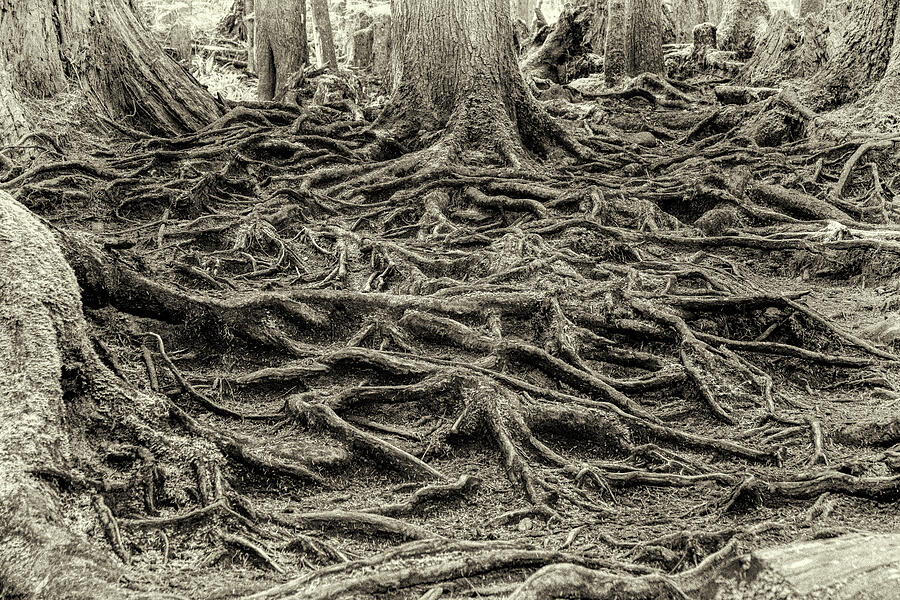Roots Photograph by Maryanne Keeling