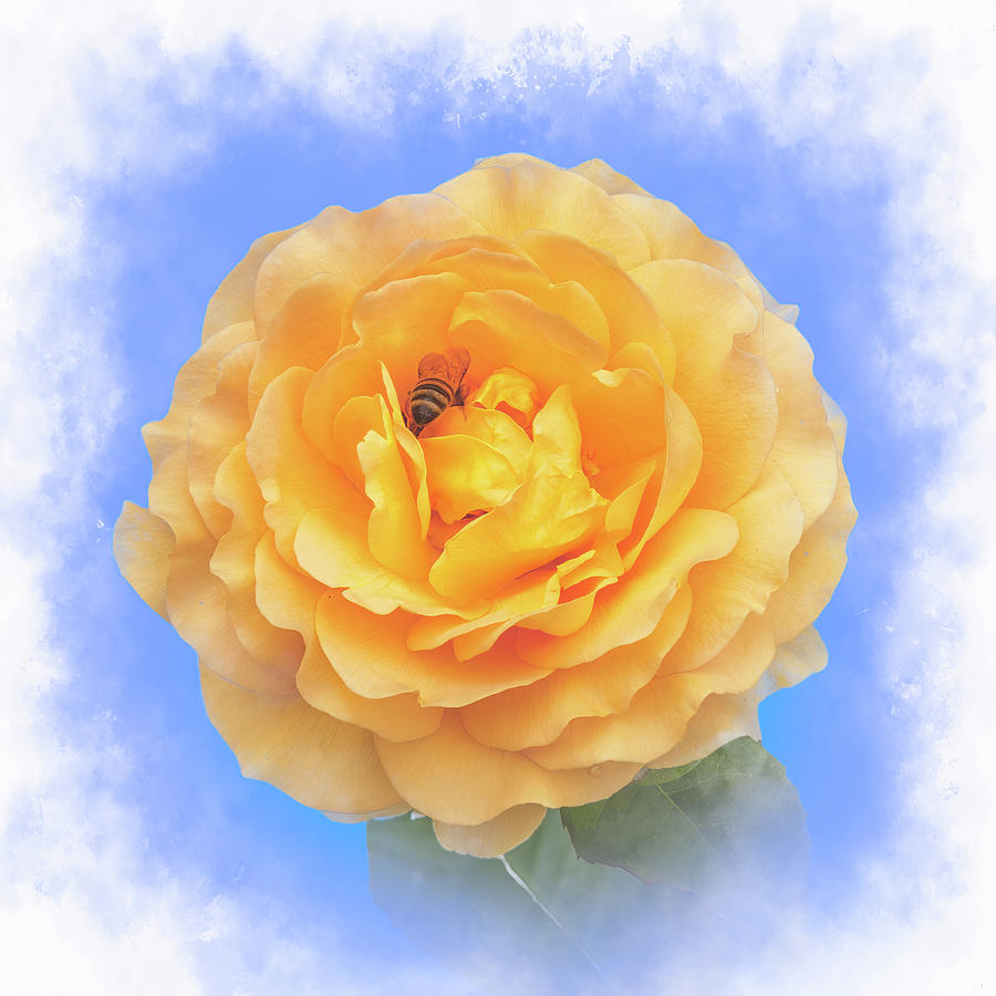 Rose and bee Photograph by Sue Leonard