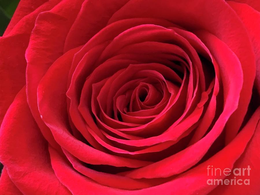 Rose Close up Photograph by Catherine Wilson