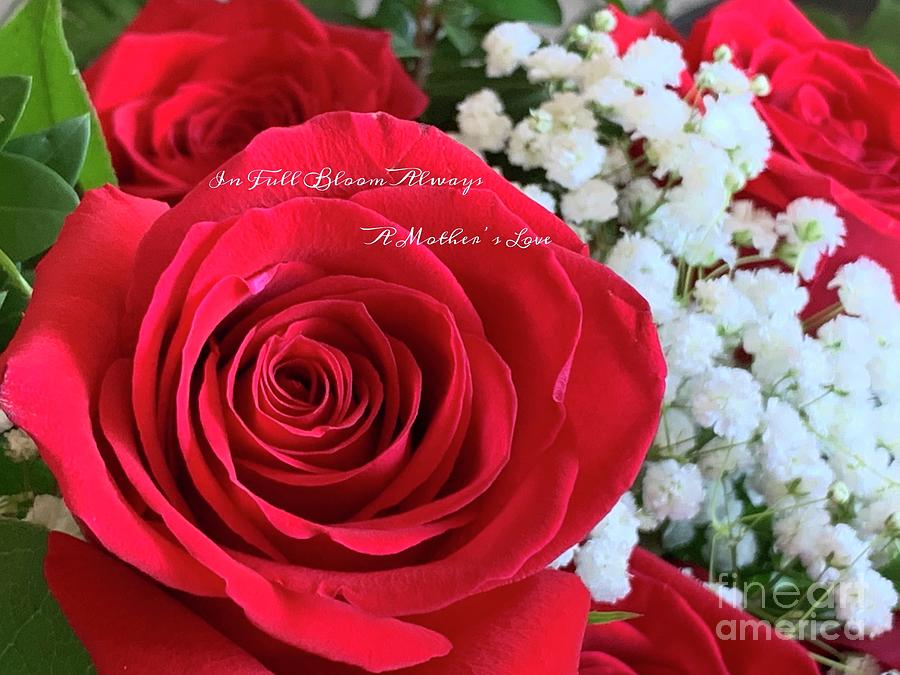 Rose for Mom Series Photograph by Catherine Wilson