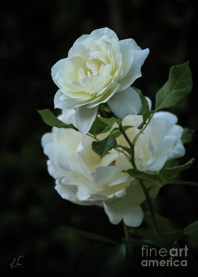 Rose Invitation to Sniff Photograph by D Lee