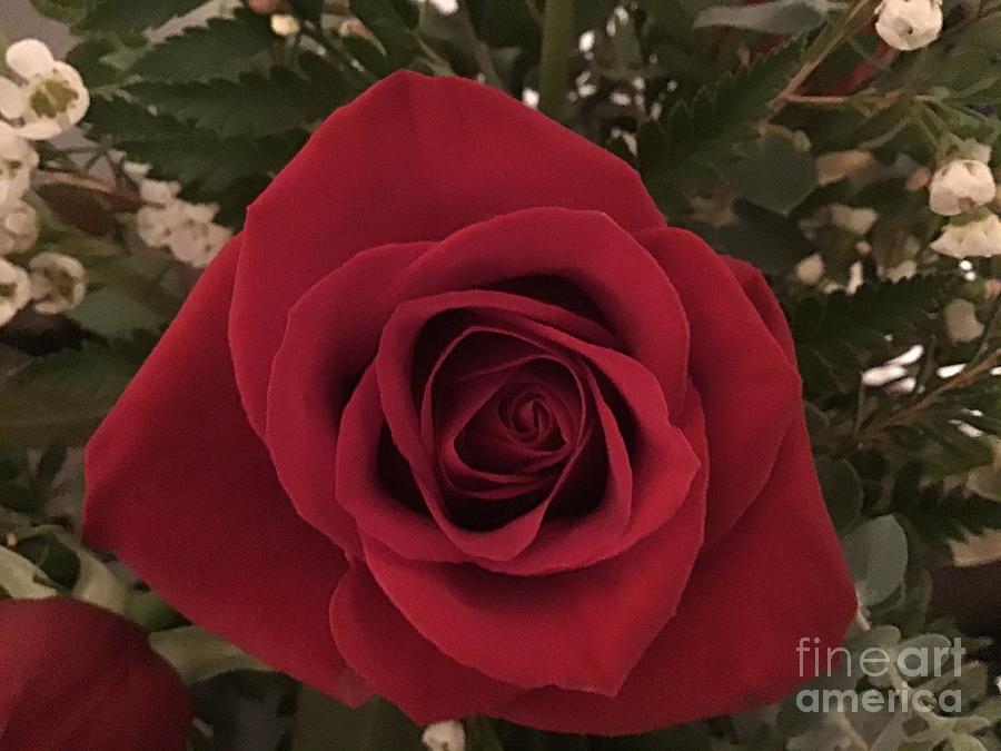 Rose Time Photograph by Catherine Wilson