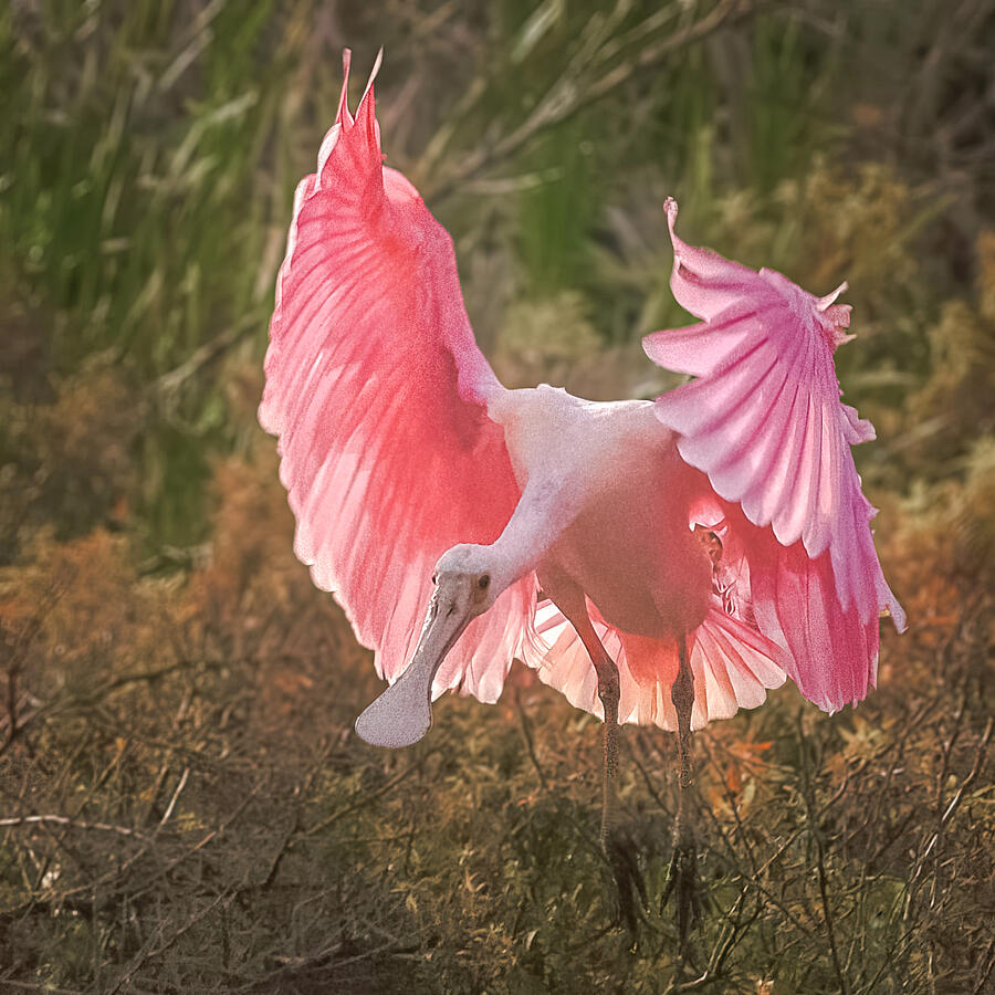 Roseate Spoonbill Photograph by Rebecca Herranen