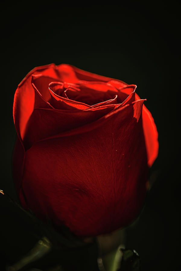 Roses are Red Photograph by Nova Rae