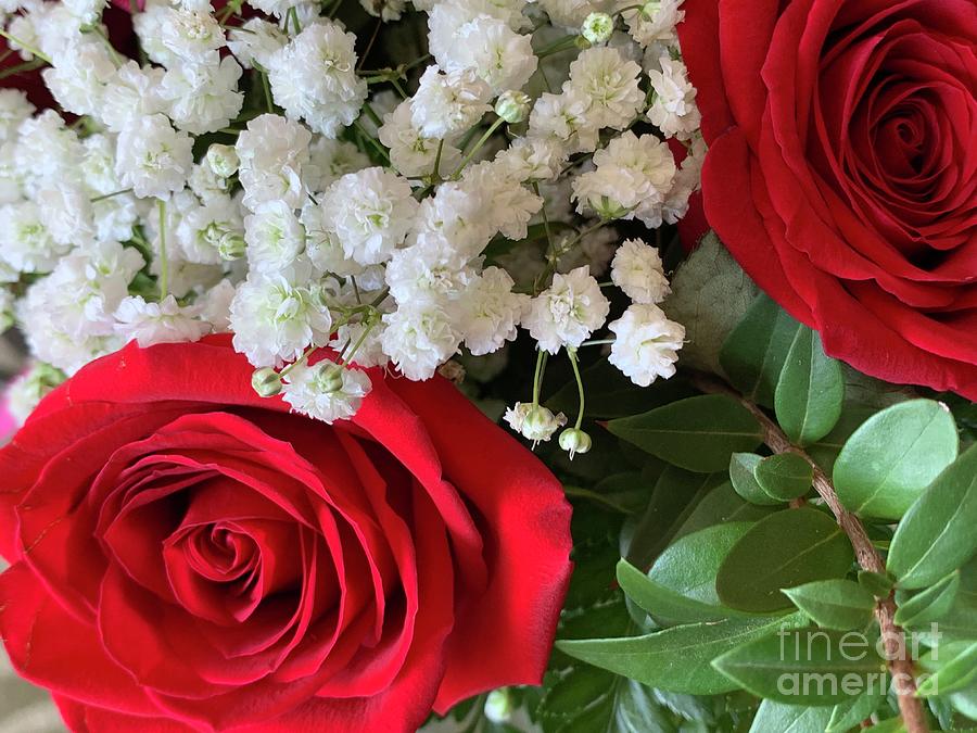 Roses Red with White Photograph by Catherine Wilson