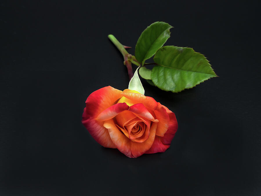 Roses Rose Photograph by Joe Schofield