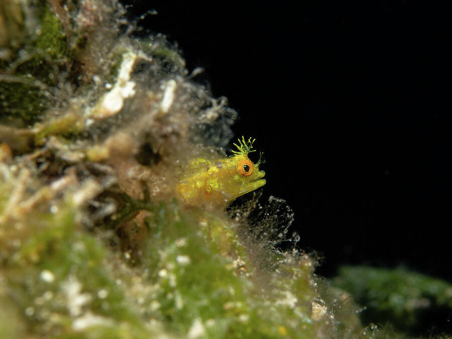 Roughhead Blenny by Brian Weber