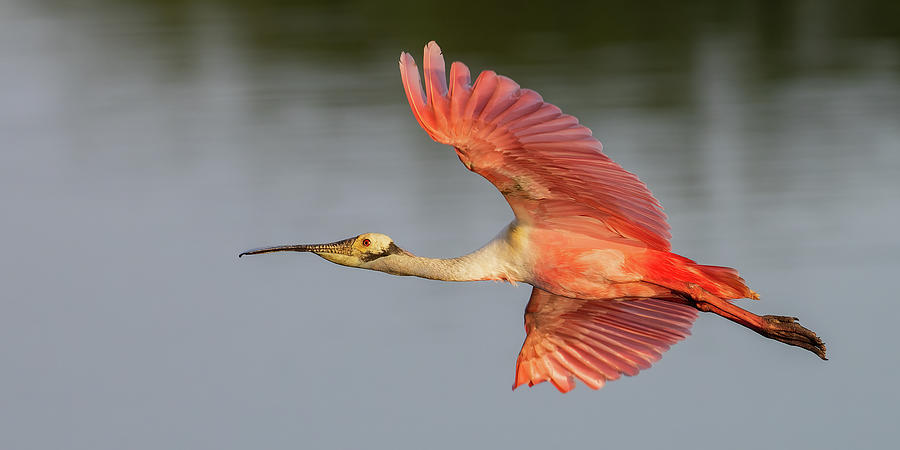 RSB In Flight #2Long Photograph by RD Allen