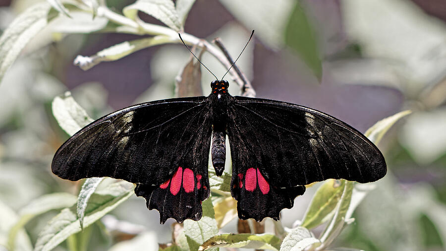 Ruby Spotted Swallowtail Photograph by KJ Swan