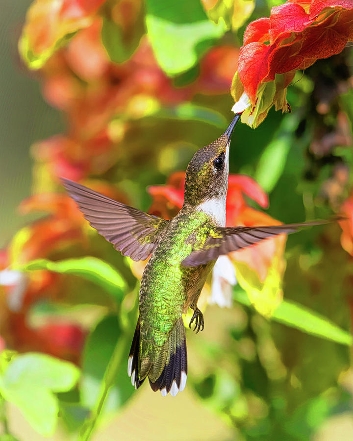 Rubythroat on Shrimp plant Photograph by Jim E Johnson