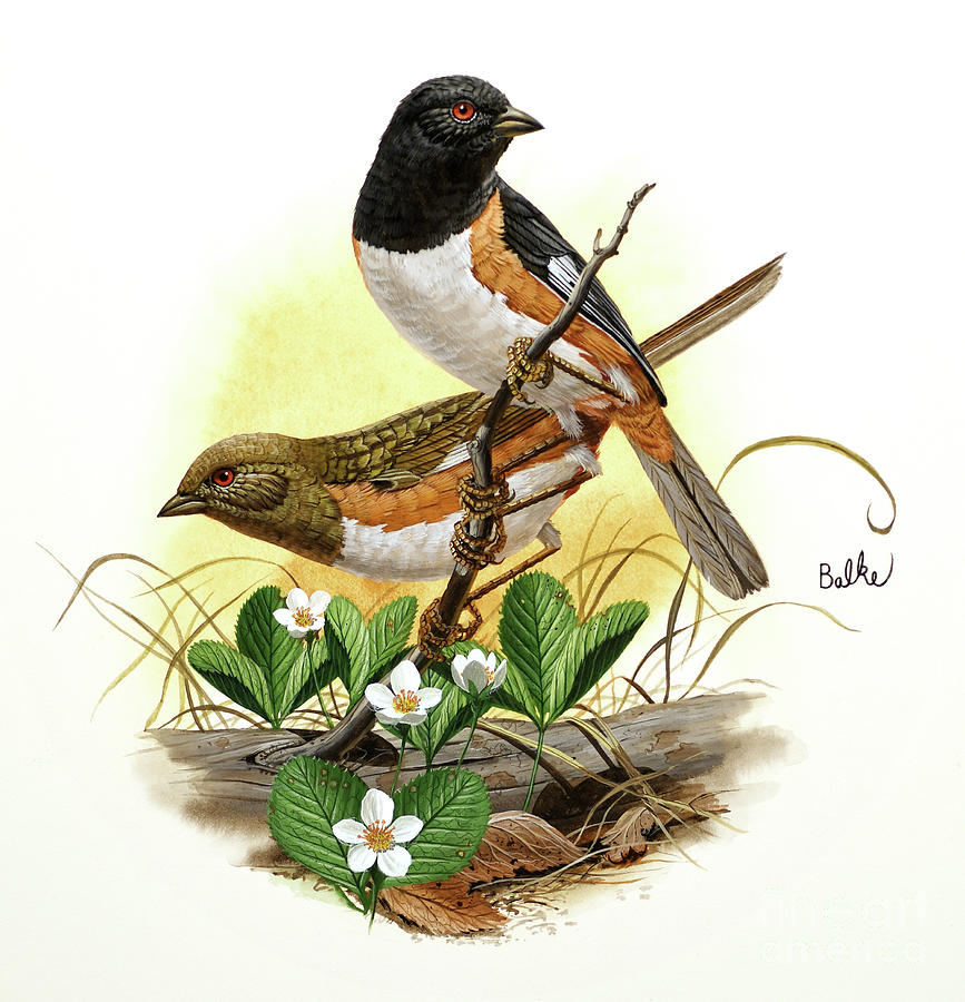Rufous-sided Towhee Painting by Don Balke