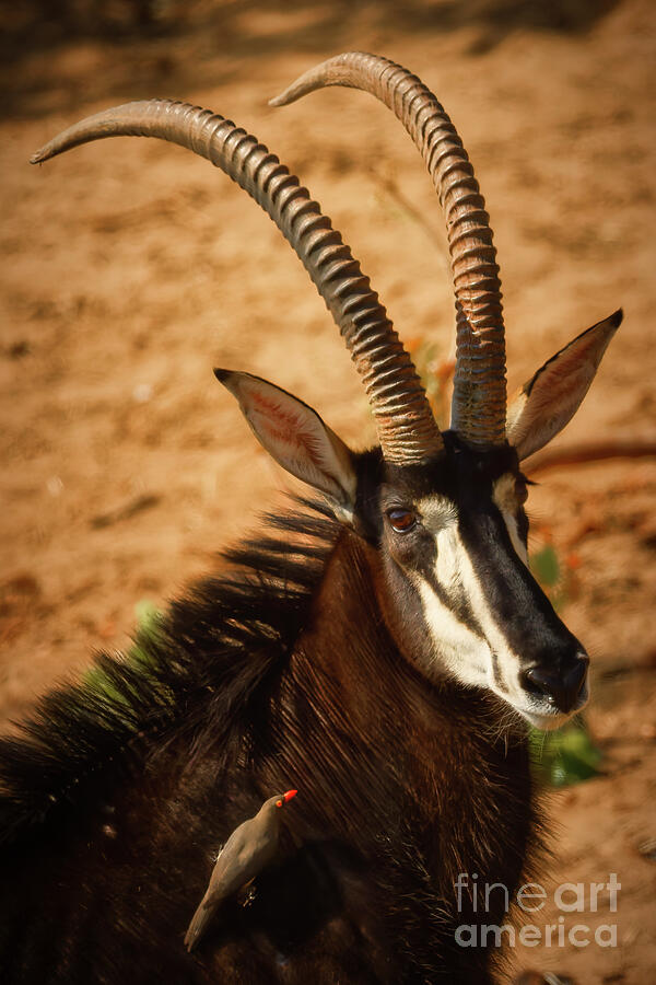 Sable Antelope and Bird Interaction Photograph - Sable Antelope and Bird Interaction by Natural Focal Point Photography