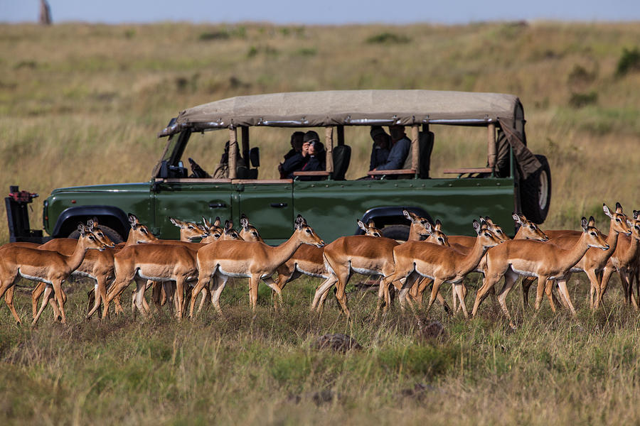 Safari car with herd of Impalas Photograph by SeppFriedhuber