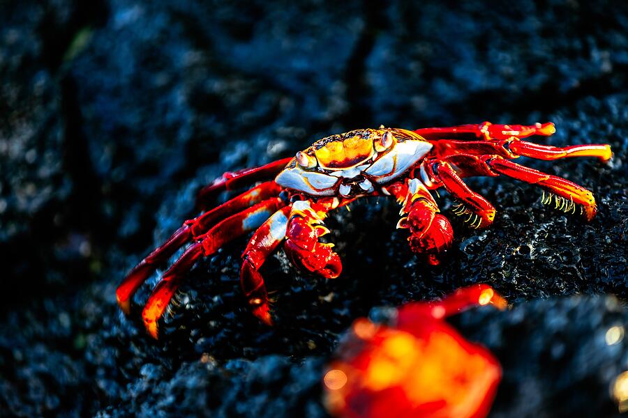 Vibrant Crab on Rocky Surface Photograph - Sally Lightfoot Crab on Rocky Surface by Bruce Block