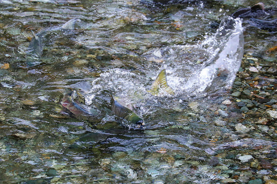 Salmon 12A Photograph by Sally Fuller