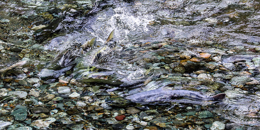 Salmon 14A Photograph by Sally Fuller