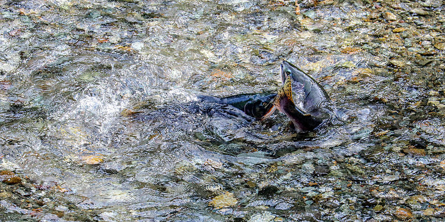 Salmon 18A Photograph by Sally Fuller
