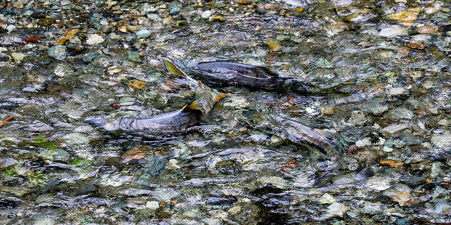 Salmon 4A Photograph by Sally Fuller