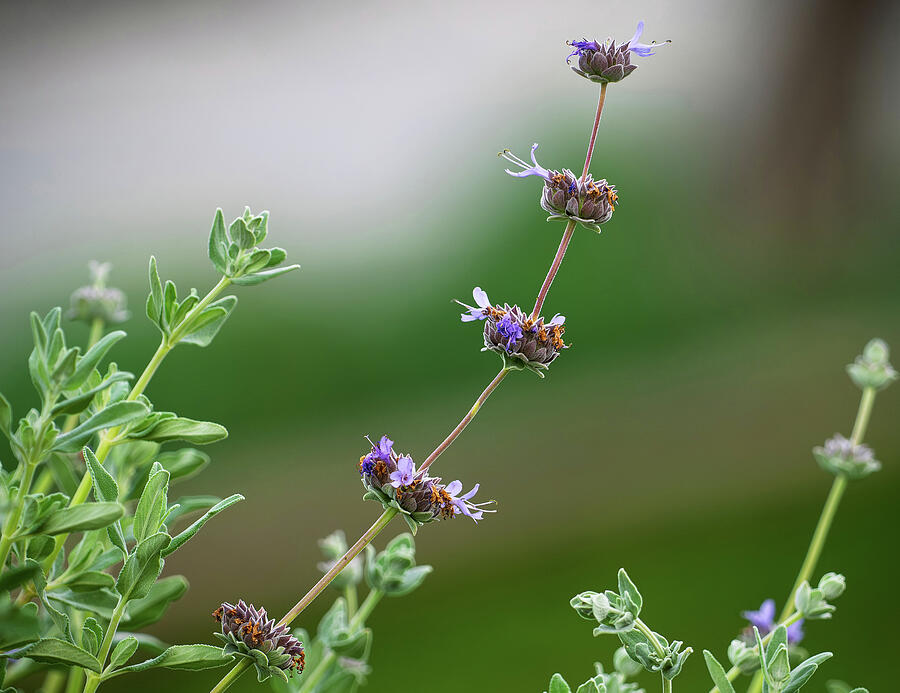 Salvia Clevelandii Photograph by Joe Schofield