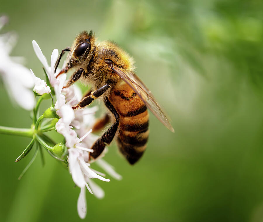 Sampling the Nectar Photograph by Joe Schofield