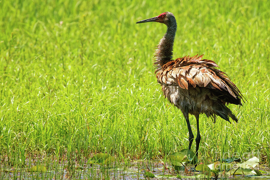 Sandhill Crane after A Bath Photograph by Natural Focal Point Photography