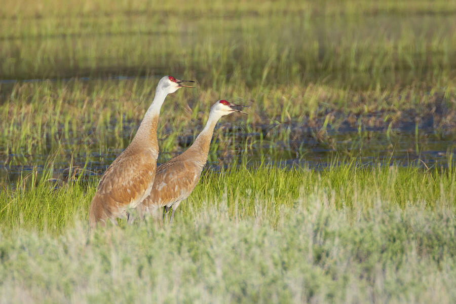 Sandhill Cranes Vocalizing at Kyburz Flat - Sierra County California Photograph by Mike Lee