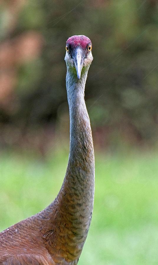 Sandhill Crane Portrait Photograph by Steven Ralser