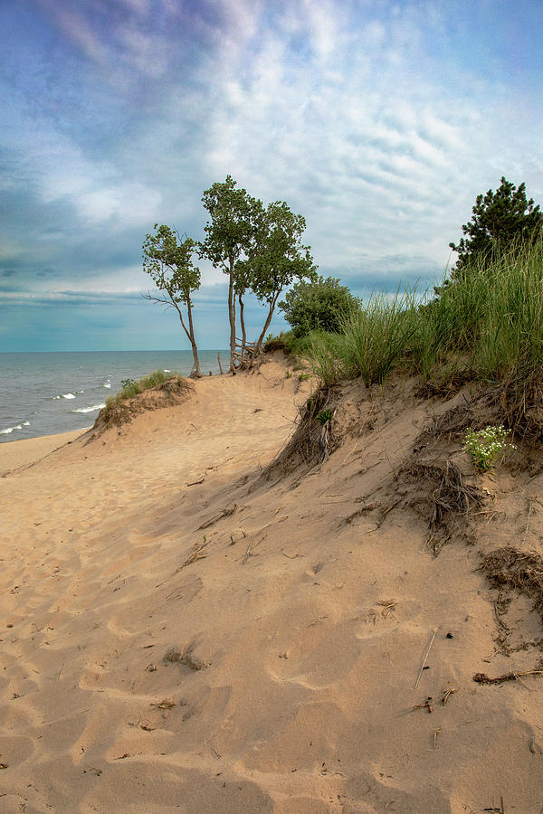 Saugatuck Dunes Vertical Landscape Photograph by Dan Sproul