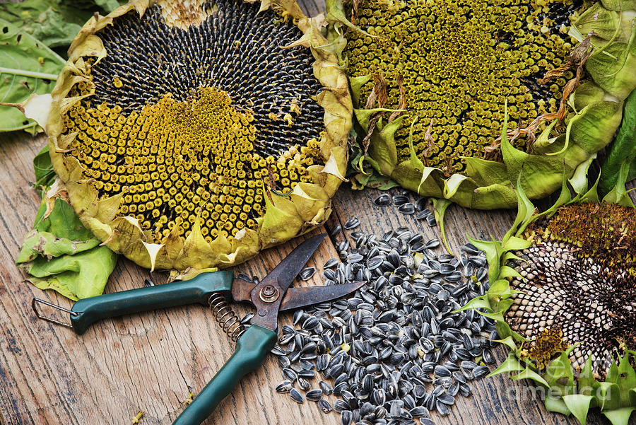planting four o clock seeds Buy Four O'Clock Mixed Colors Flower Seed Online